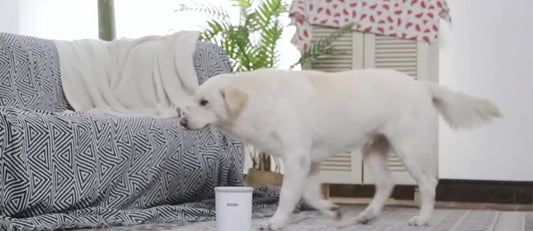 🐾 Electric Dog Paw Cleaner